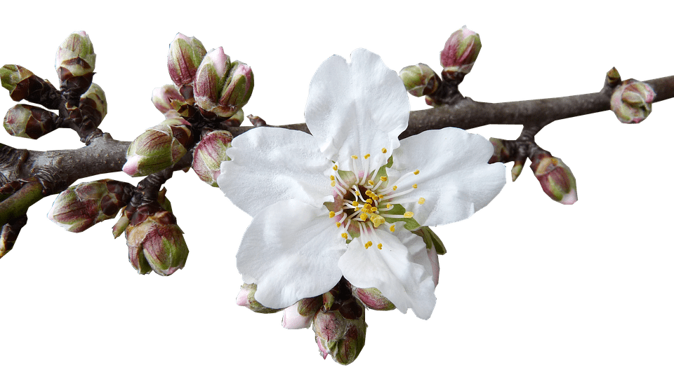 buds-2667617_960_720|almond-trees-680725_960_720